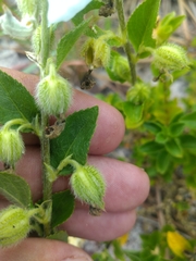 Pombalia calceolaria