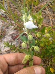 Pombalia calceolaria