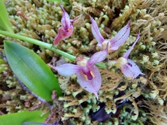 Masdevallia