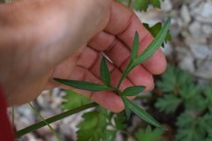Physospermum cornubiense