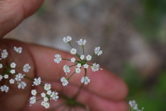 Physospermum cornubiense