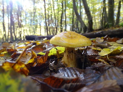 Cortinarius xanthochlorus