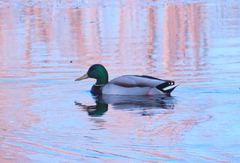 Anas platyrhynchos