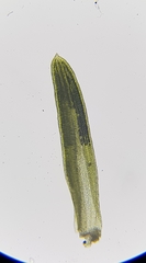 Pseudocrossidium revolutum