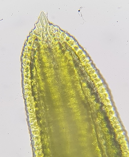 Image of Pseudocrossidium revolutum by (c) Helen Waterman, some rights reserved (CC BY)