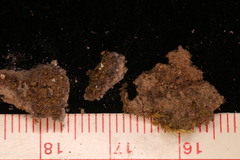 Lophoziopsis excisa