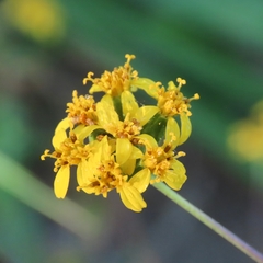 Barkleyanthus salicifolius