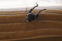 Acanthopachylus aculeatus