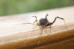 Acanthopachylus aculeatus