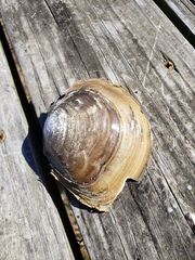 Utterbackiana suborbiculata