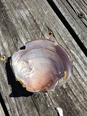 Utterbackiana suborbiculata