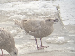 Larus glaucescens