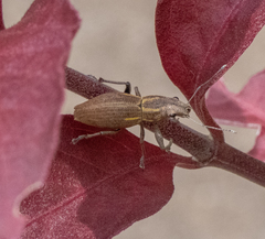 Naupactus dissimilis