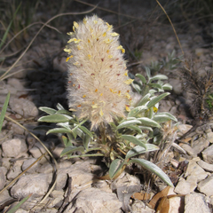 Dalea wrightii