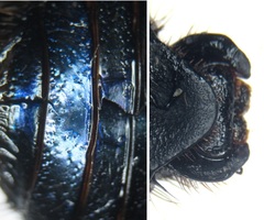 Geotrupes stercorarius