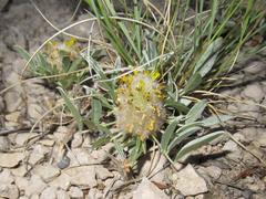 Dalea wrightii