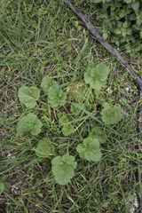 Erodium malacoides