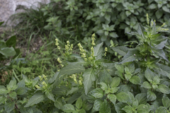 Mercurialis annua