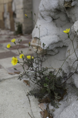 Sonchus tenerrimus