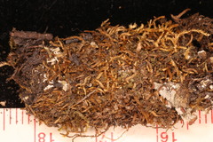 Lophoziopsis excisa