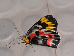 Delias harpalyce