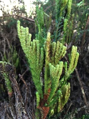 Sequoia sempervirens