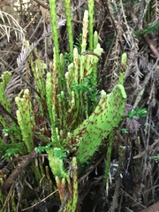 Sequoia sempervirens