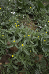 Calendula arvensis