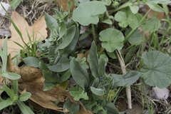 Cynoglossum creticum