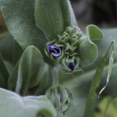 Cynoglossum creticum