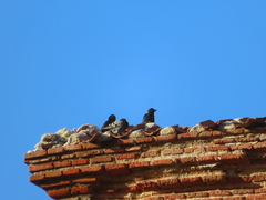 Columba livia domestica