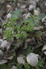 Euphorbia peplus