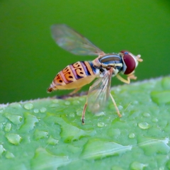 Toxomerus pulchellus