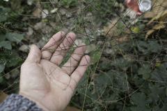 Lepidium graminifolium