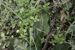Stellaria media