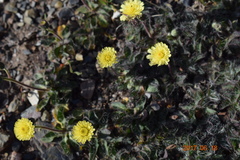 Pilosella galiciana