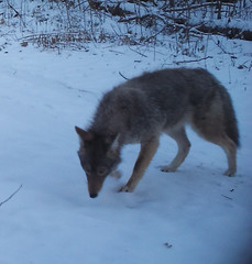 Canis latrans thamnos