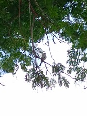 Camptostoma obsoletum cinerascens