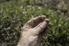 Paspalum dilatatum