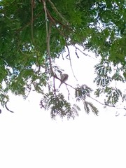 Camptostoma obsoletum cinerascens