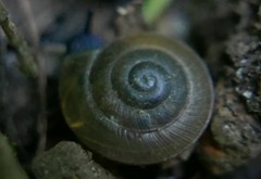 Stylommatophora