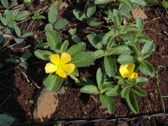 Turnera callosa