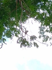 Camptostoma obsoletum cinerascens