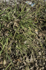 Paspalum dilatatum