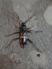 Phoracantha semipunctata