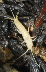 Nicoletiidae