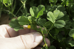 Medicago polymorpha