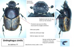 Onthophagus similis