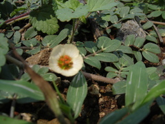 Kallstroemia rosei