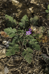 Erodium malacoides